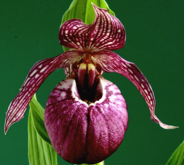 Cypripedium Adelheid