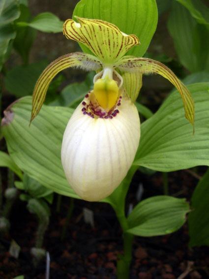 Cypripedium fasciolatum