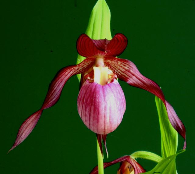 Cypripedium Barbarossa