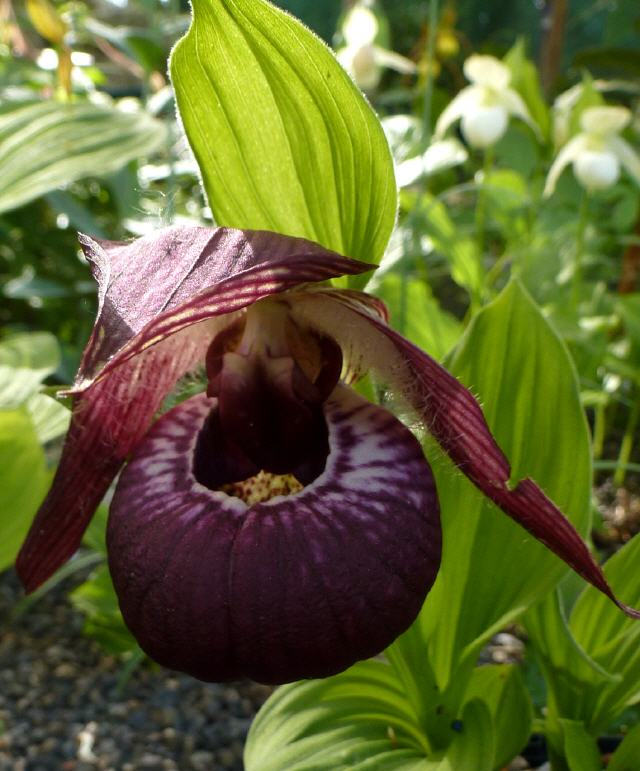 Cypripedium Theophanu