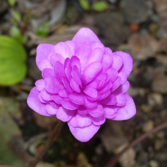 HEpatica nobilis rubra Plena Flore