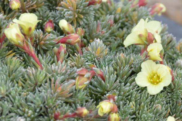 Saxifraga Hinhead seedling