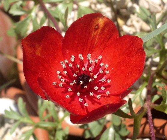 Anemone biflora