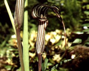 Arisaema ciliatum v. liubaense