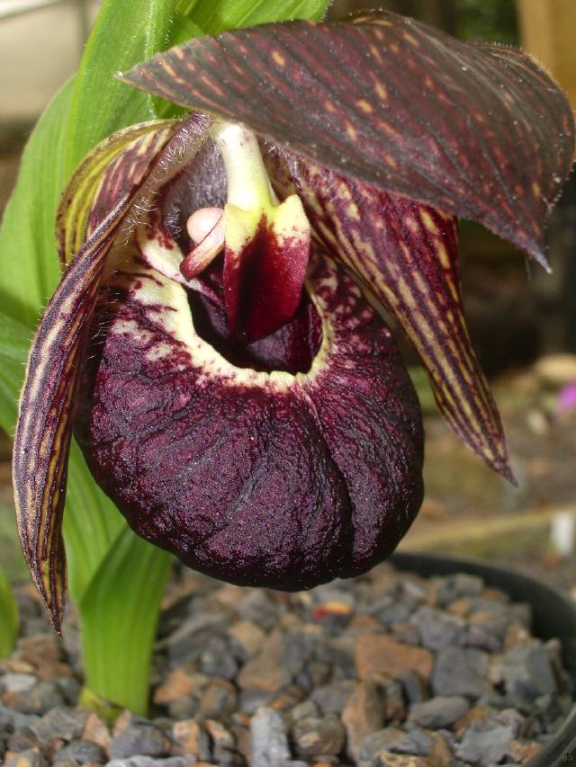 Cypripedium tibeticum