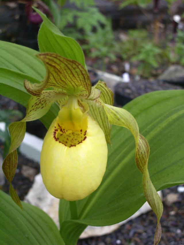 Cypripedium Victoria