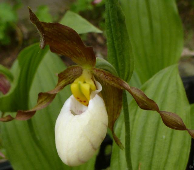 Cypripedium x columbianum