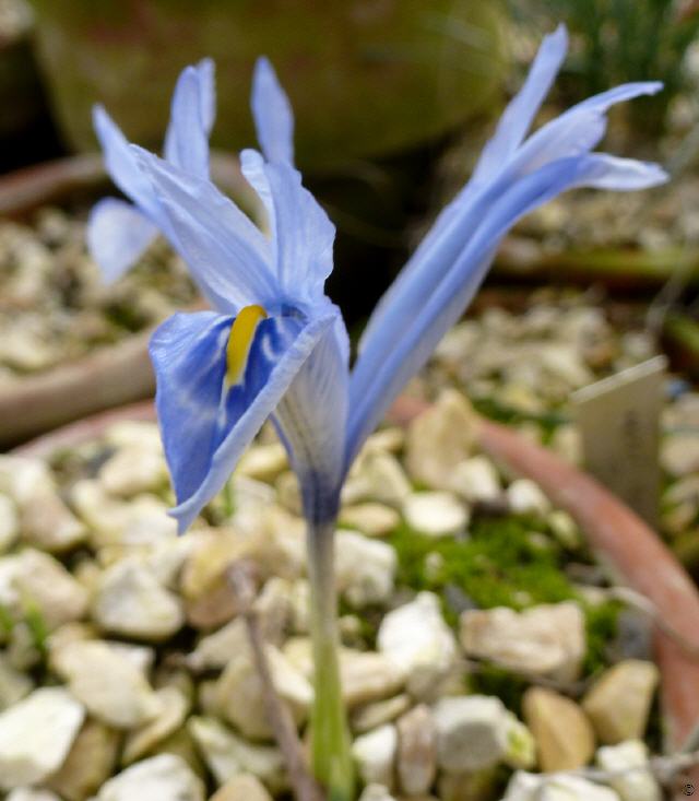 Iris histrio v. aintabensis