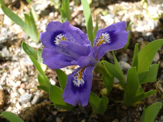 iris lacustris