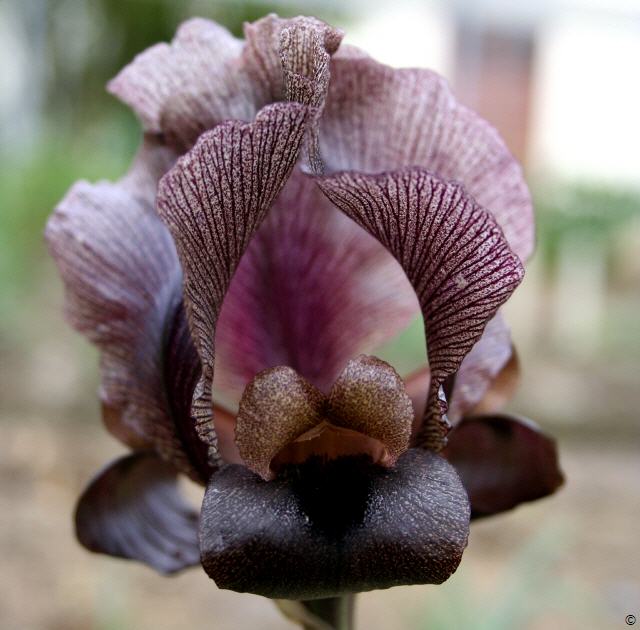 Iris nigricans