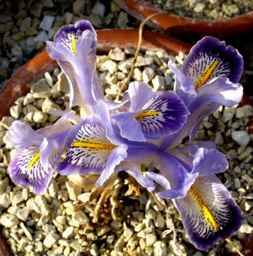 Iris stenophylla ssp. allisonii