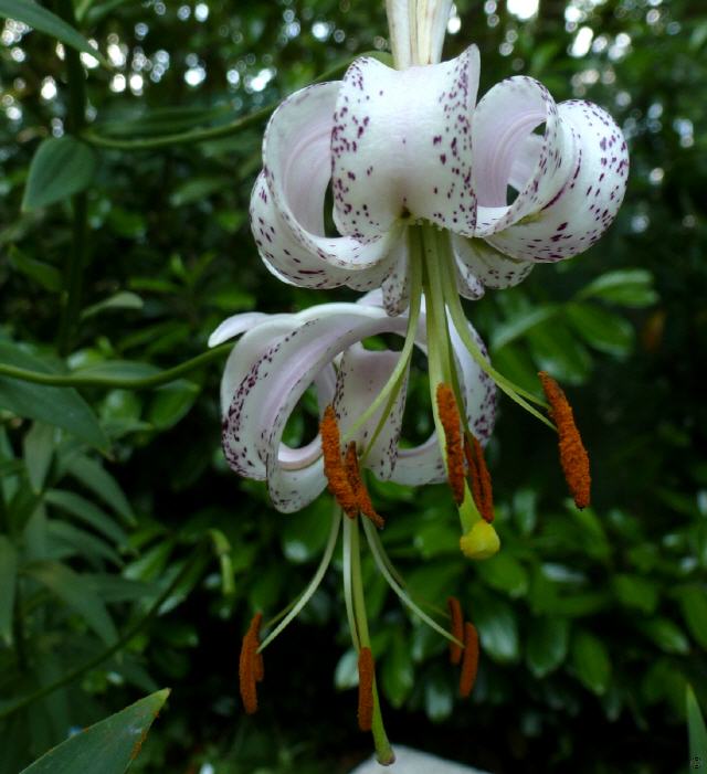 Lilium langkongensis (duchartrei)
