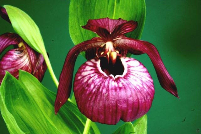 Cypripedium Mathilde