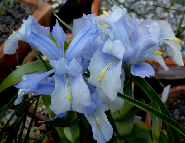 Iris nusariensis x aucheri