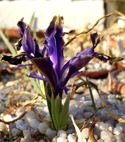 iris stenophylla ssp. stenophylla